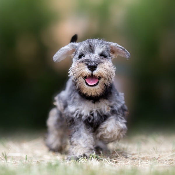 Miniature Schnauzers are known for their loyalty and make excellent family pets