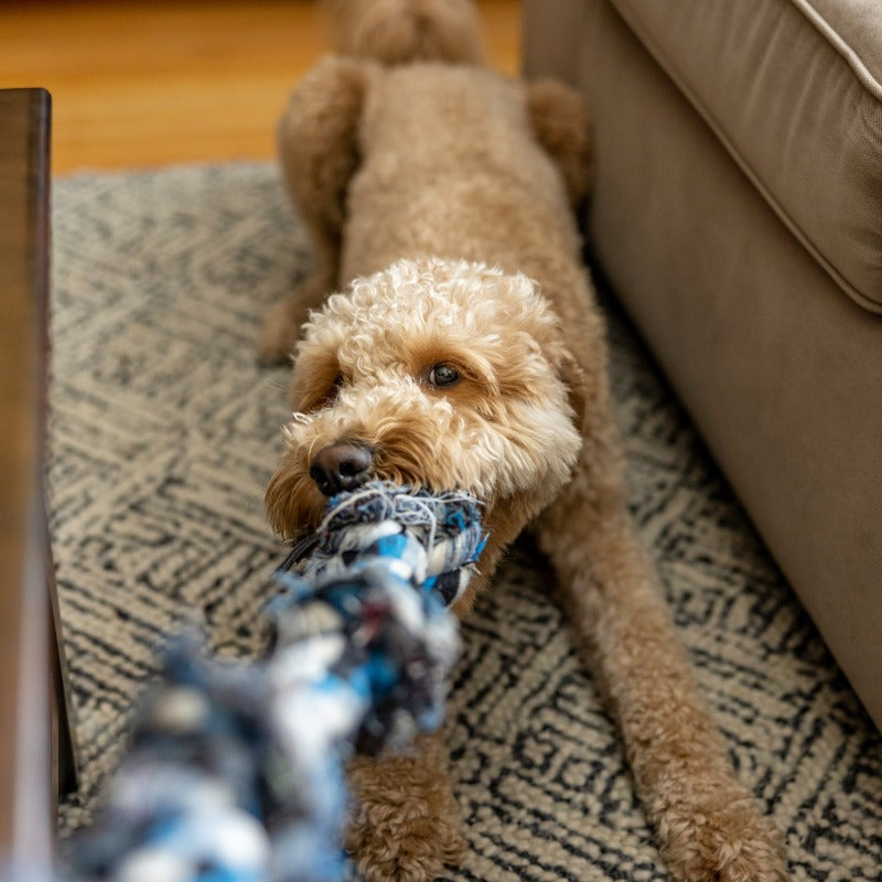 Monitor Your Dog's Playtime