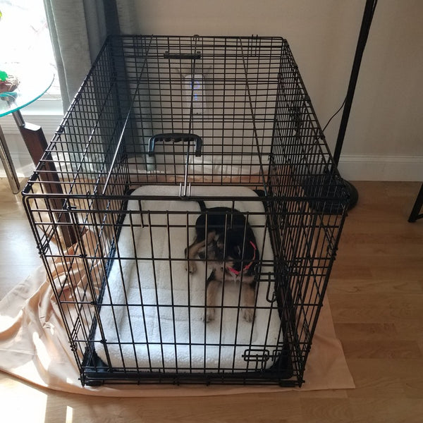 One big blunder pet owners often make is treating the crate as a punishment zone