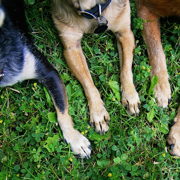 Paw care goes beyond simple cleaning