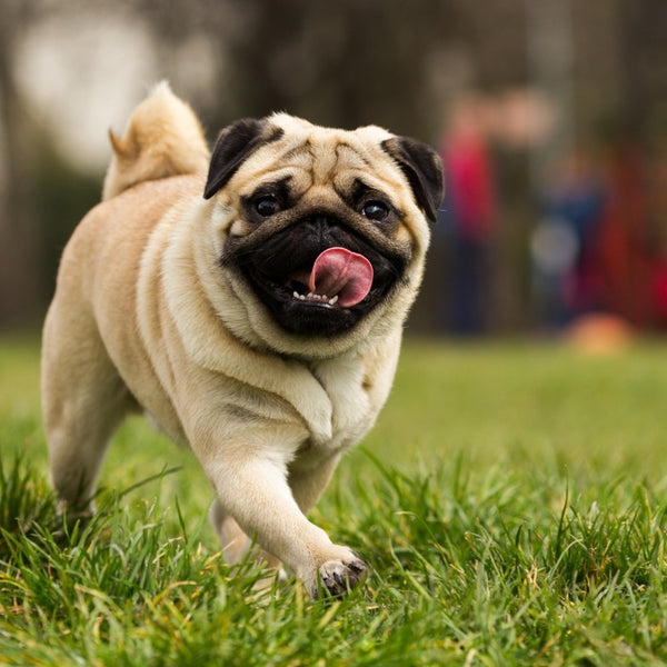 Pugs make exceptional family pets, combining their affectionate and sociable personalities