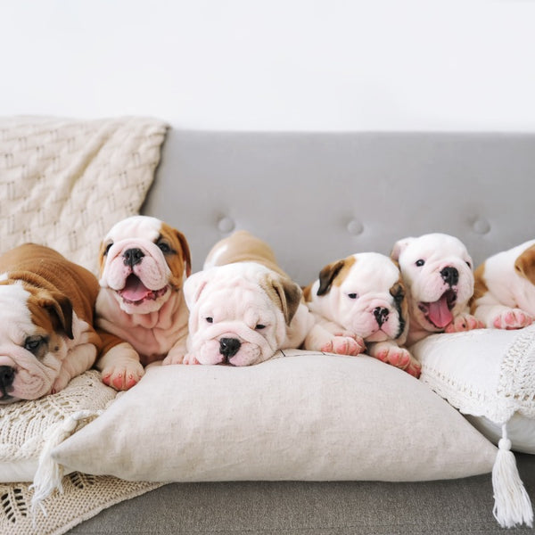 Puppies have softer pads compared to adult dogs