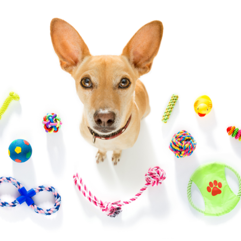 How to Clean Your Pet's Toys