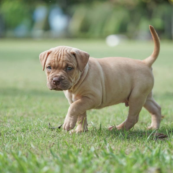 You don't want to risk your puppy being injured or choking on a broken toy