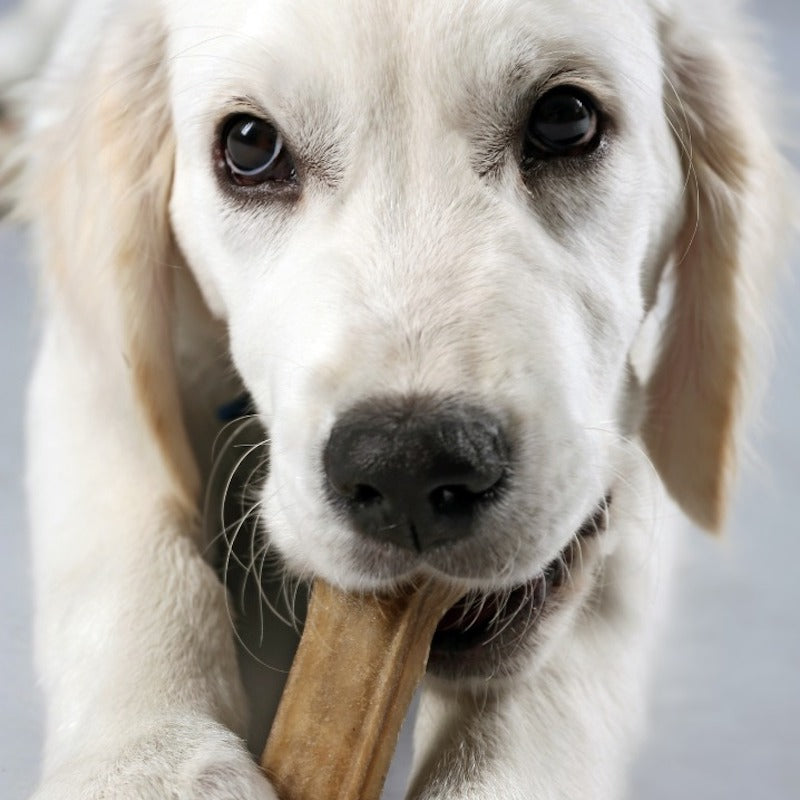 Labrador puppy chewing on edible chew