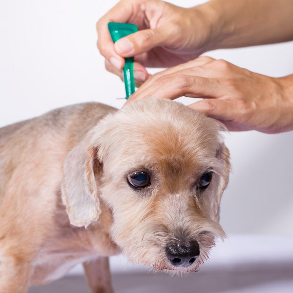 Searching for the correct flea treatment for your puppy isn't a simple task