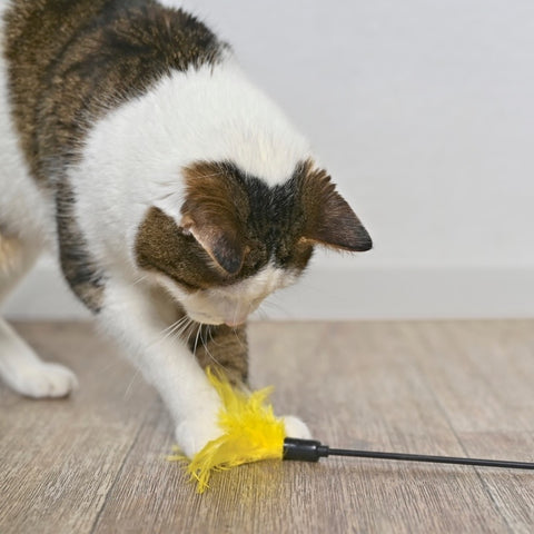 Selecting The Right Toy For Your Cat