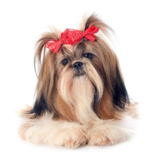 Shih Tzus are affectionate, friendly, placid and adaptable