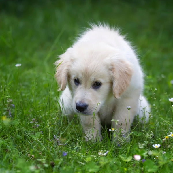 Step by Step Guide to Toilet Training