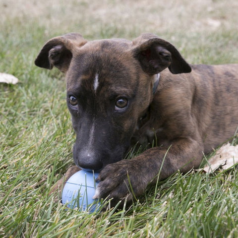 Stock up on puppy essentials before bringing your puppy home