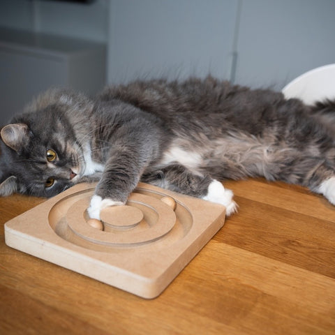 The Role of Interactive Toys in Feline Enrichment