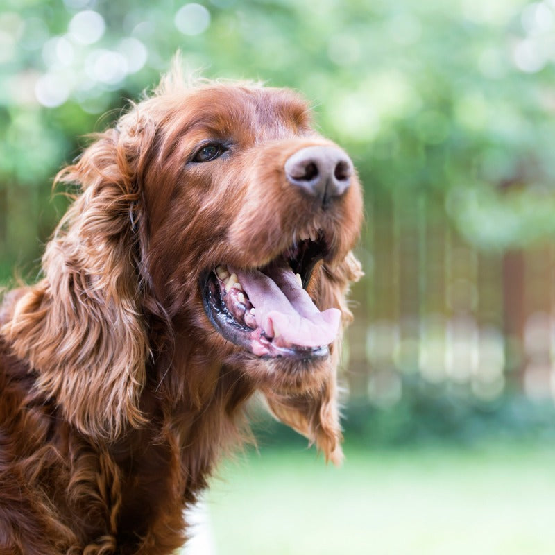 The Science Behind Cooling Mats for Dogs