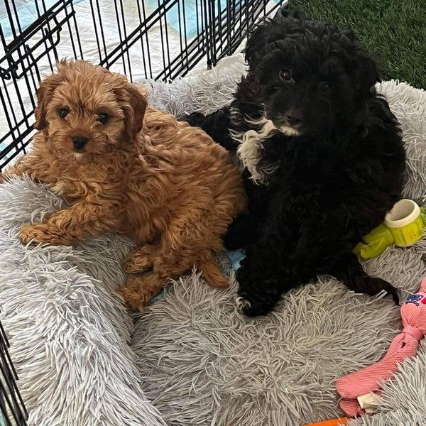 Toy Cavoodles are excellent family pets due to their friendly and affectionate nature