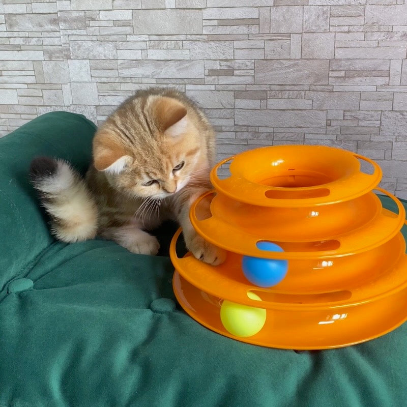 Cat playing with interactive toy and balls