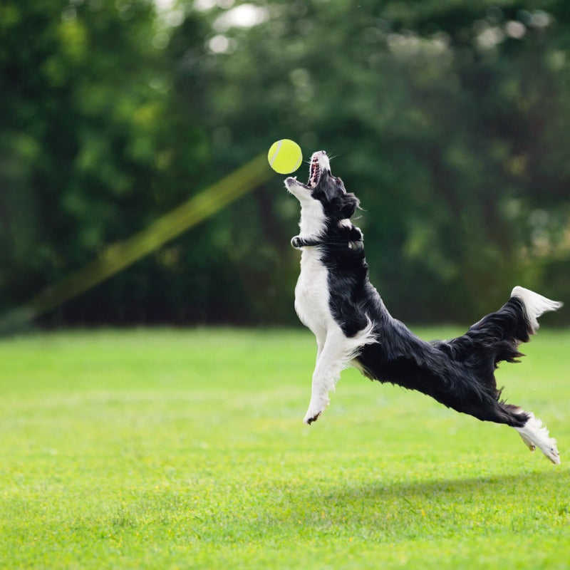 Understanding the Basics of Automatic Dog Ball Launchers