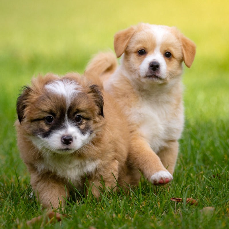 Understanding the Importance of Edible Chews for Puppies