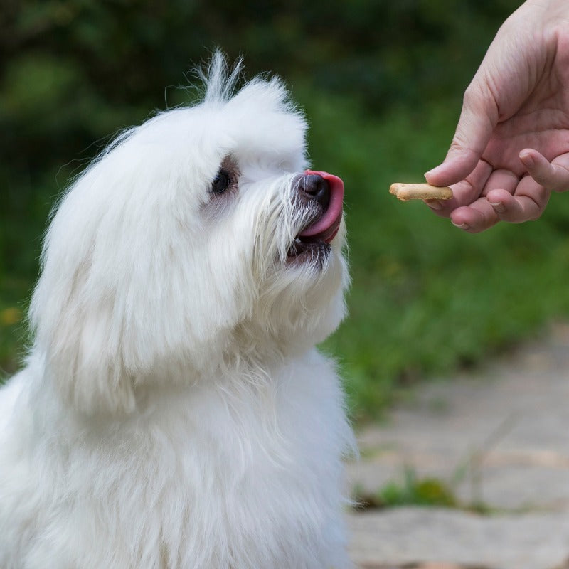 Vets generally recommend treats make up 10% of your dog's diet.