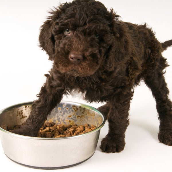 Formulated puppy food addresses these unique nutritional needs