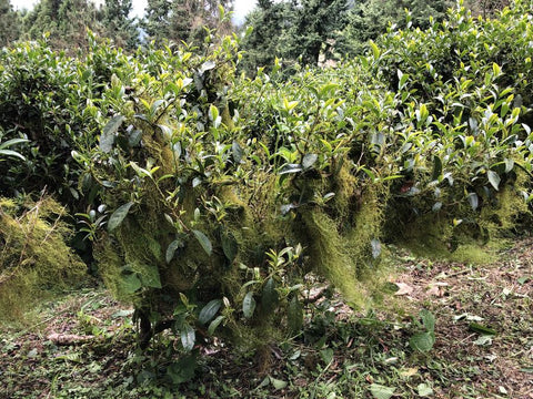 Organic Tea Trees Full of Life