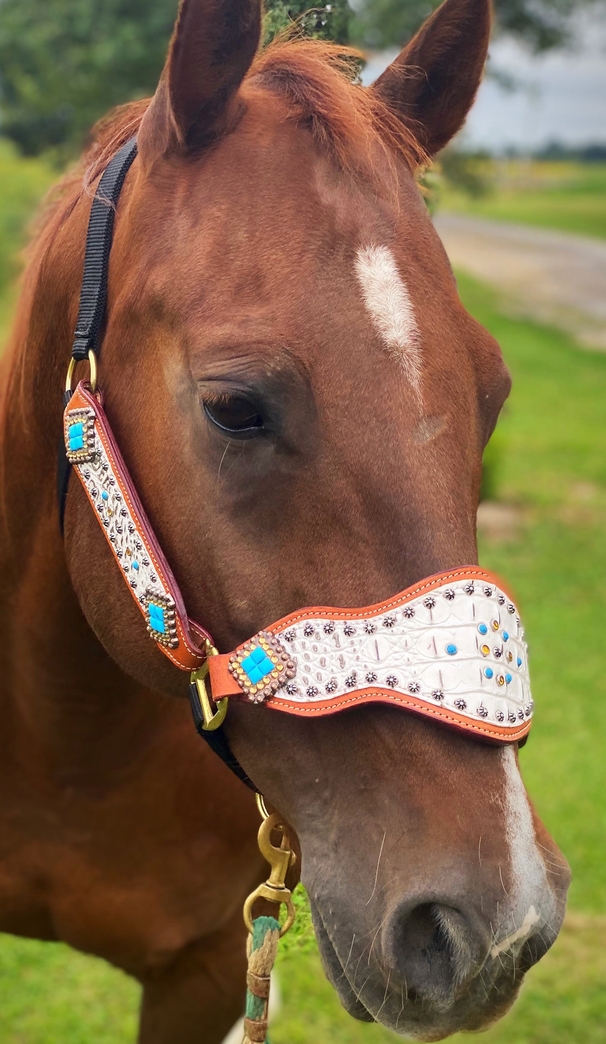 Red Cheetah Cob Size Bronc Halter – Twisted T Tack