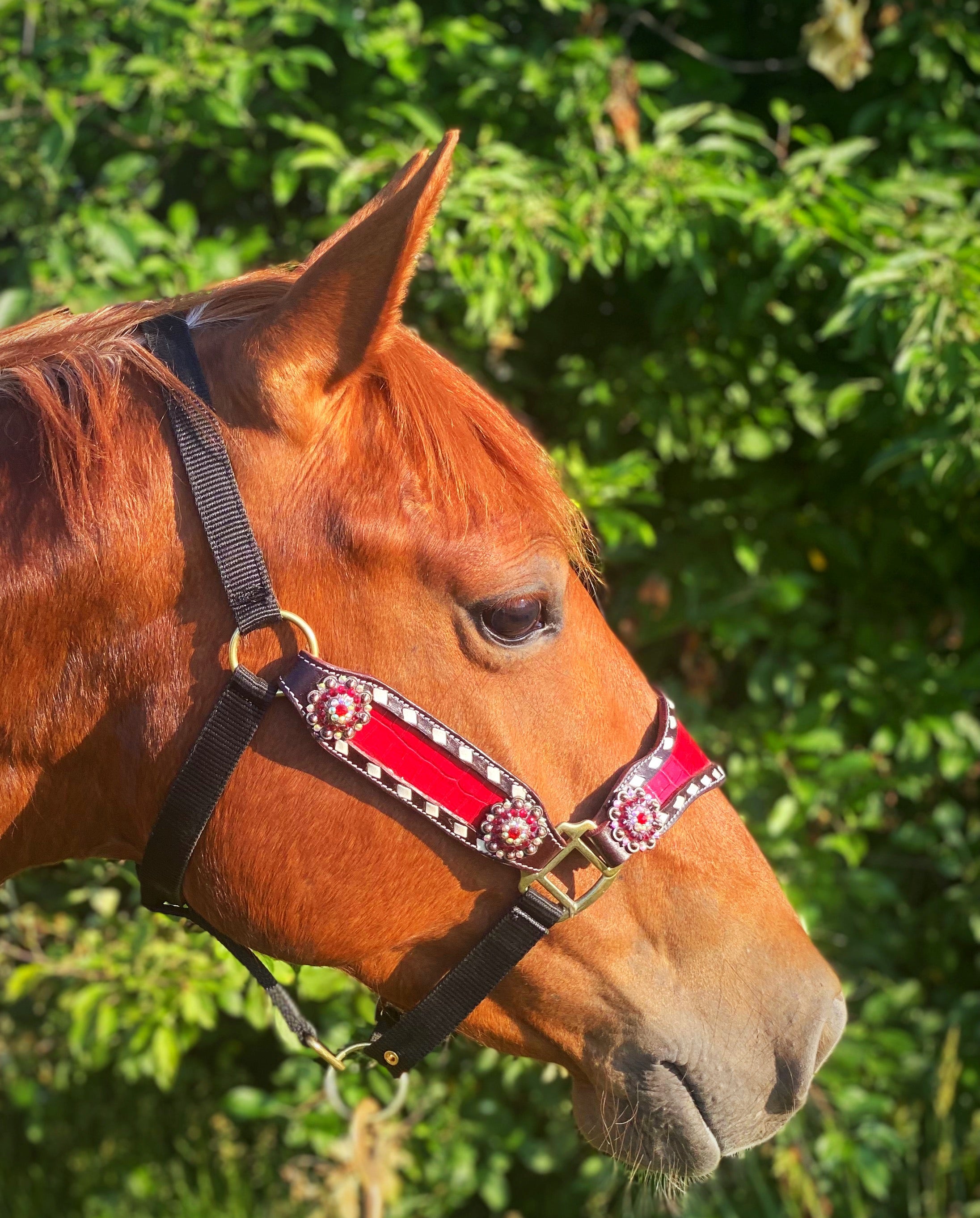 Red Cheetah Cob Size Bronc Halter – Twisted T Tack