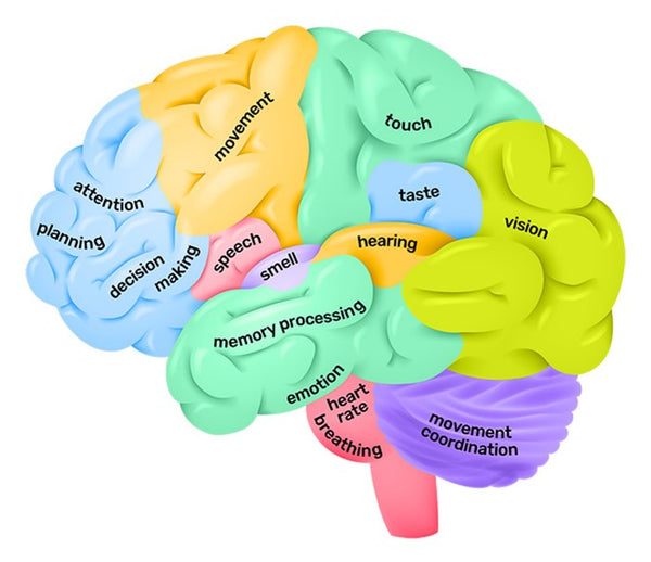 Neeuro Brain Training solution