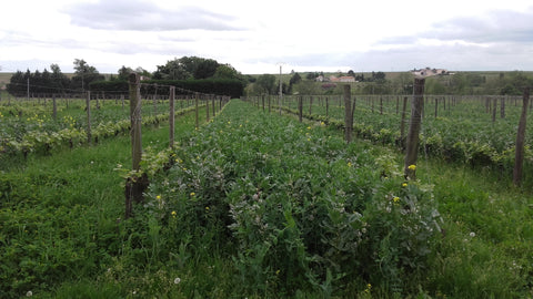 Les haies dans les vignes