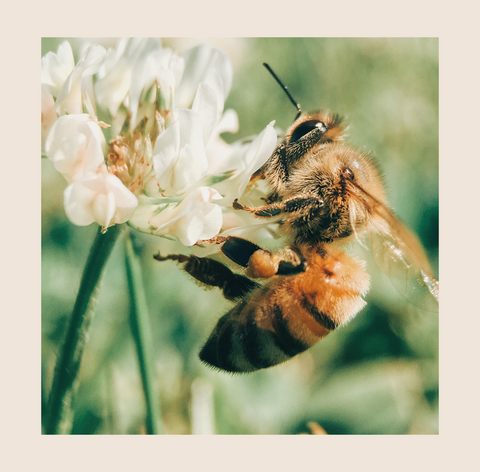 Préserver la biodiversité