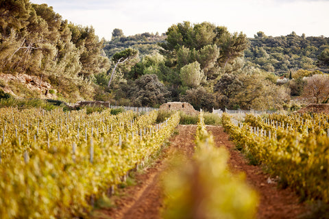 Biodiversity in the vineyards