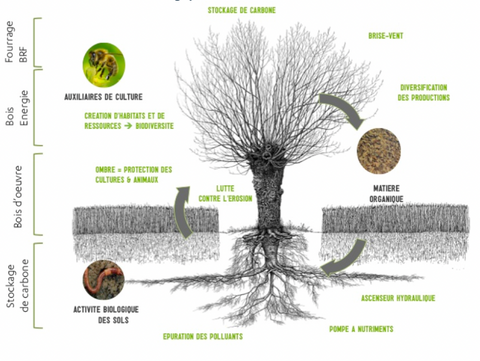 How agroforestry works