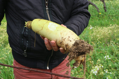 Les vignes agroforestières et ses productions diversifiés