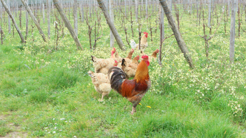 Des poules contre le salissage des vignes