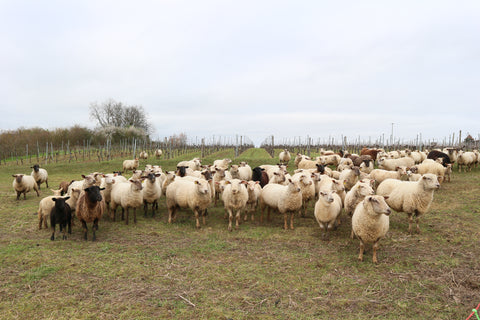 moutons moulin de peyronnin