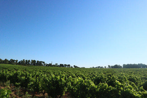 Emmanuel vineyard