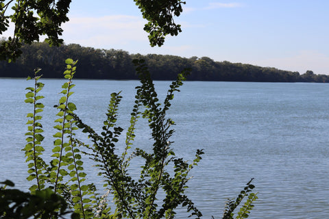 Biodiversity: living space