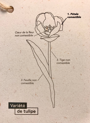 Schéma explicatif des différente partie de la tulipe