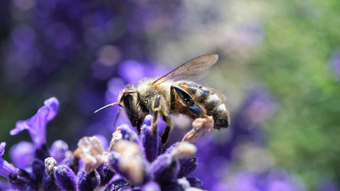 Une abeille pollinise une fleur 
