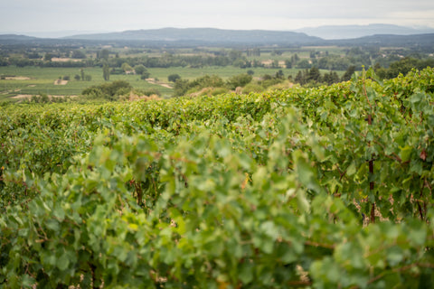 haut des vignes