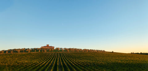 vignes languedoc