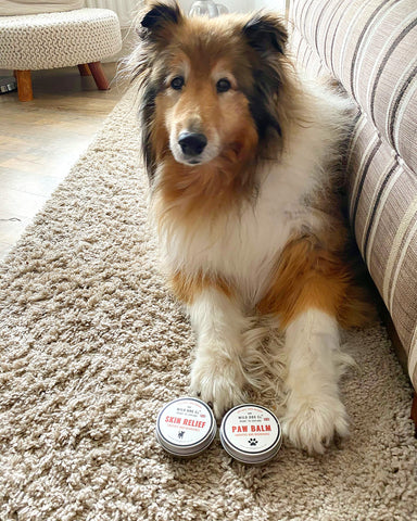 Paw balm review with Summer collie 