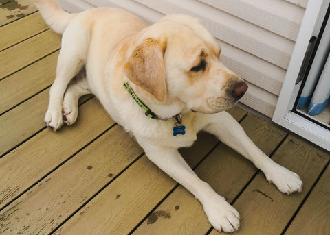 Maximus the old English labrador 