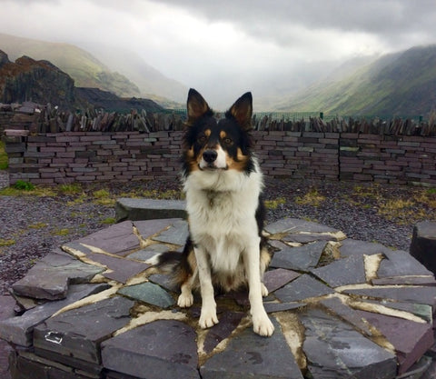 Scout on top of a mountain 