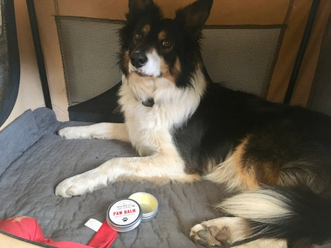 Scout using Wild Dog Paw Balm