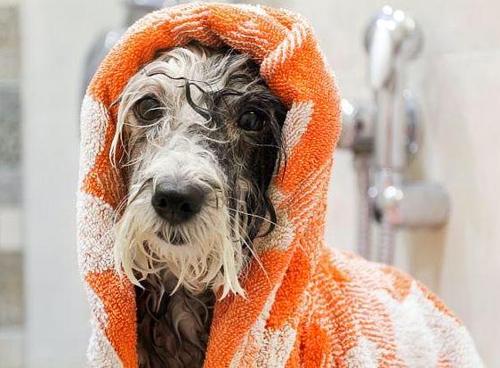 whats the best shampoo for dogs with itchy skin