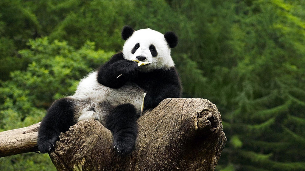 giant panda cute