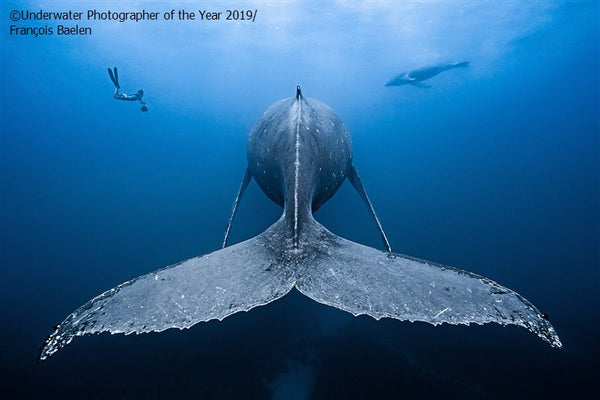 Underwater Photographer of the Year 2019 | Little Miss Meteo