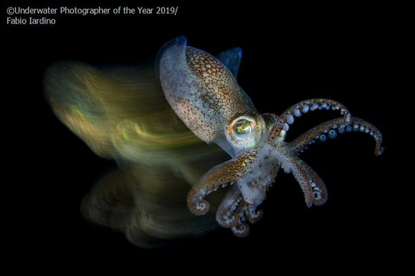 The Best Underwater Photographer of the year 2019 | Little Miss Meteo
