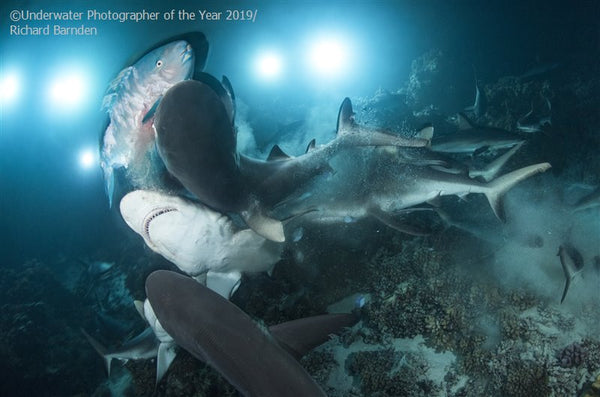 Underwater Photographer of the Year 2019 | Little Miss Meteo