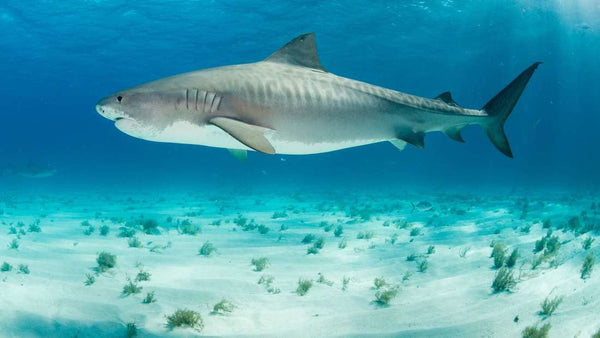 Tiger shark