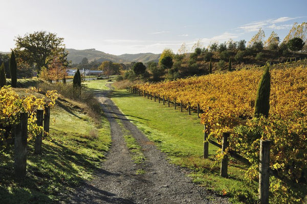 New Zealand - Wine Tasting - Little Miss Meteo